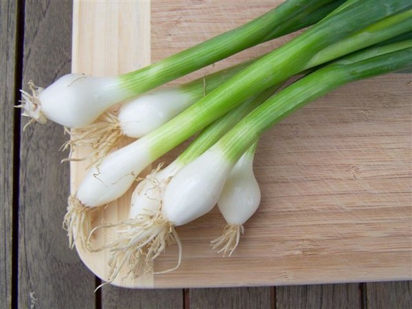 Spring onion